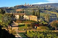 Podere San Gimignano - Salvia